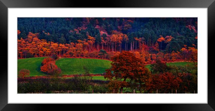 autumn  trees Framed Mounted Print by sue davies