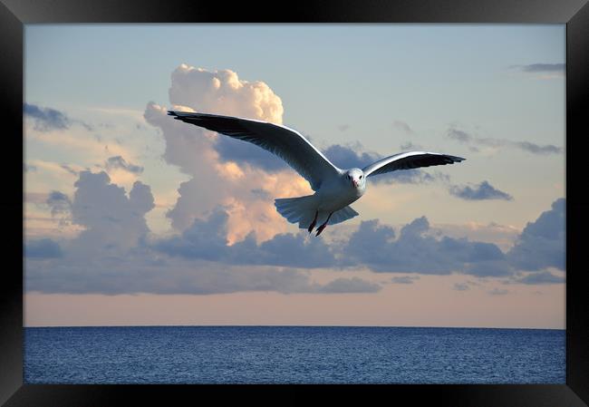 in flight Framed Print by sue davies