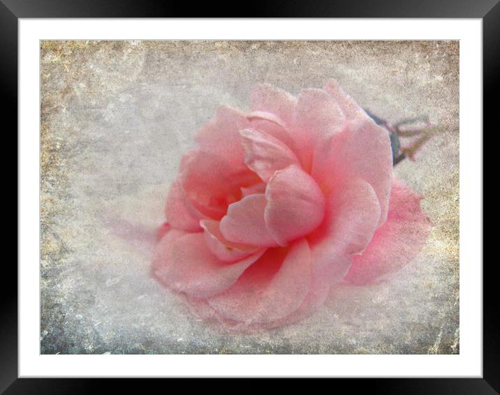  pretty rose  Framed Mounted Print by sue davies