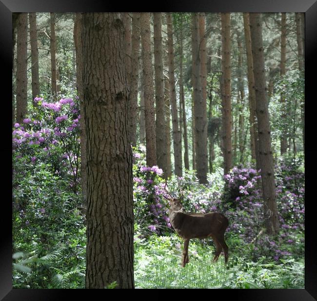 in the woods Framed Print by sue davies