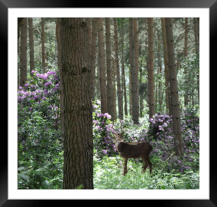 in the woods Framed Mounted Print by sue davies