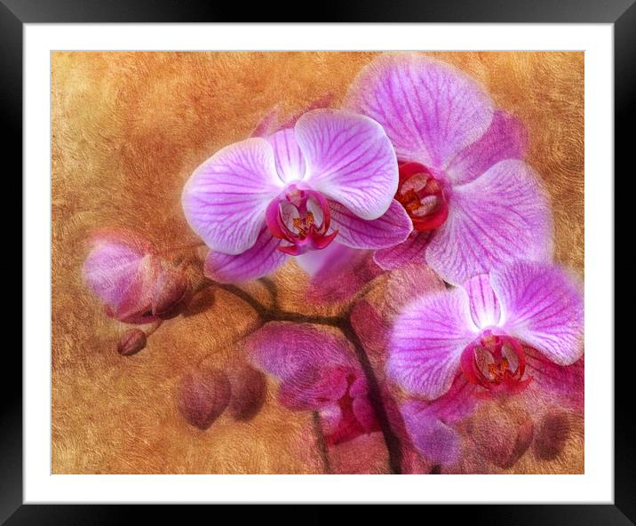lilac orchids Framed Mounted Print by sue davies