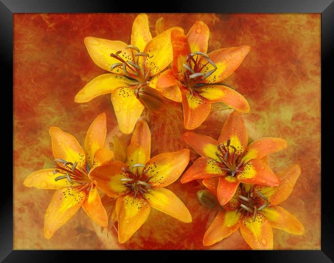 sunshine lily's Framed Print by sue davies