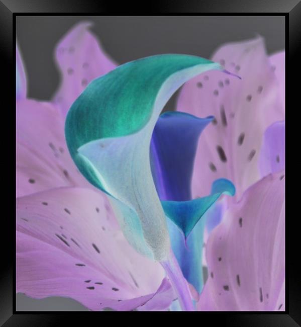 calla lilies  Framed Print by sue davies