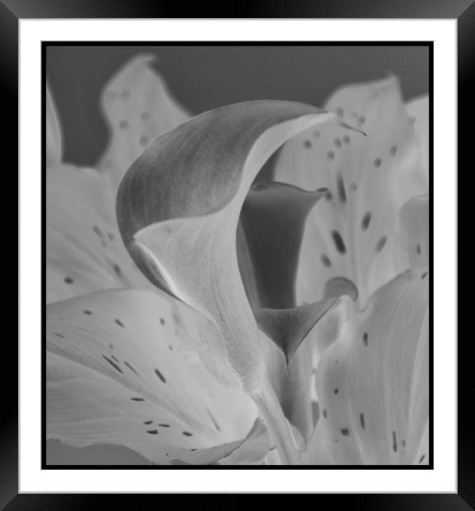 CALL lily Framed Mounted Print by sue davies