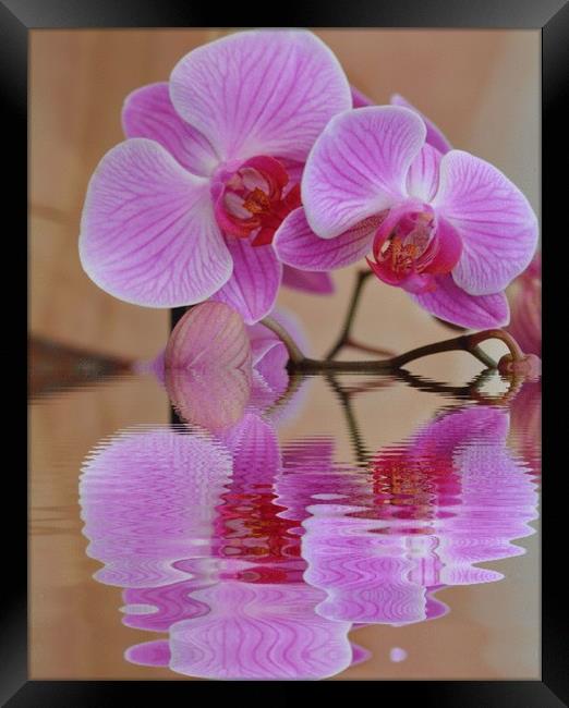 pretty orchid Framed Print by sue davies