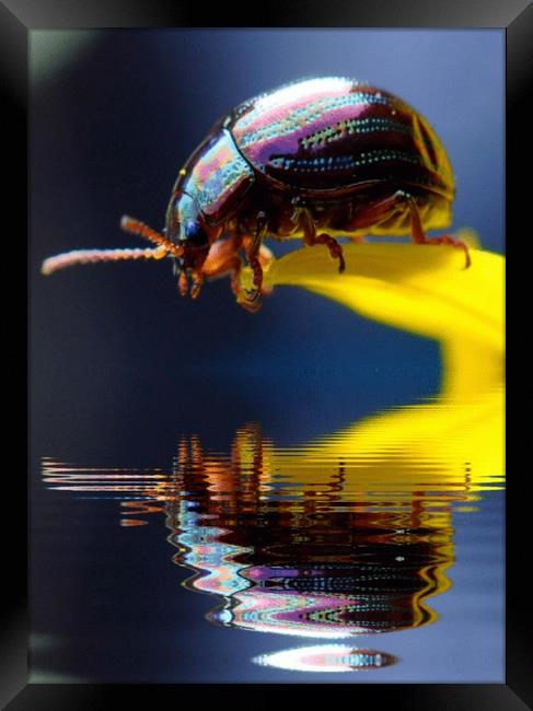 pretty beetle Framed Print by sue davies