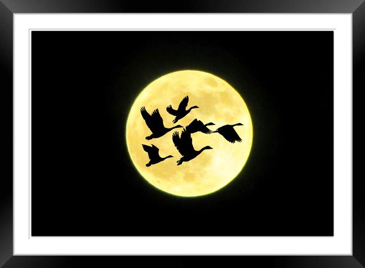 moon flight Framed Mounted Print by sue davies