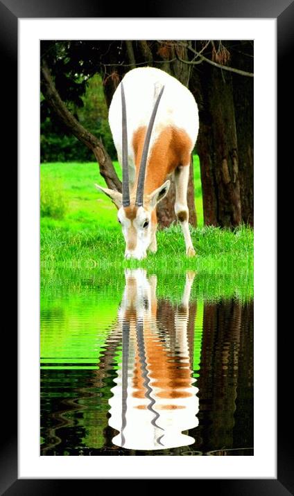 reflected Framed Mounted Print by sue davies