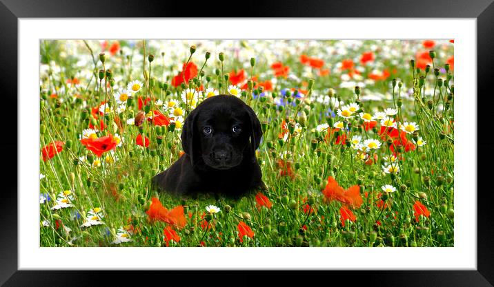 poppy love Framed Mounted Print by sue davies