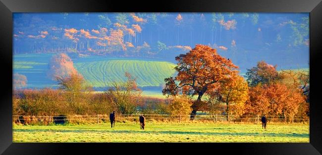 autumn in cheshire Framed Print by sue davies