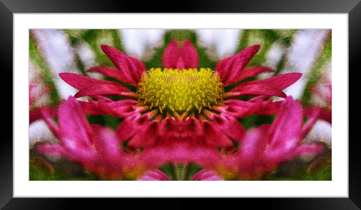 dancing flower Framed Mounted Print by sue davies