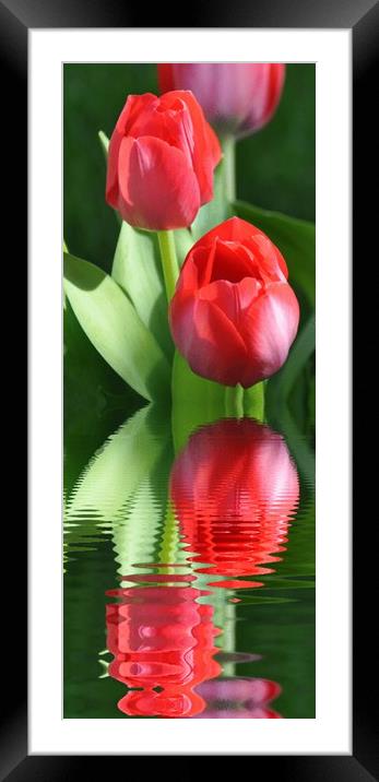 spring tulips Framed Mounted Print by sue davies