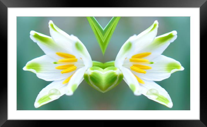 mirrored flower Framed Mounted Print by sue davies