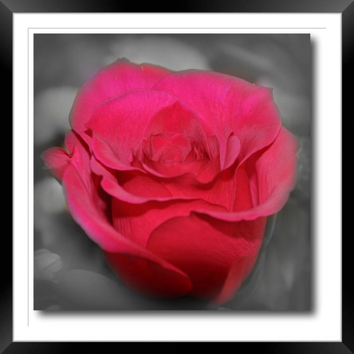 beautiful red rose Framed Mounted Print by sue davies