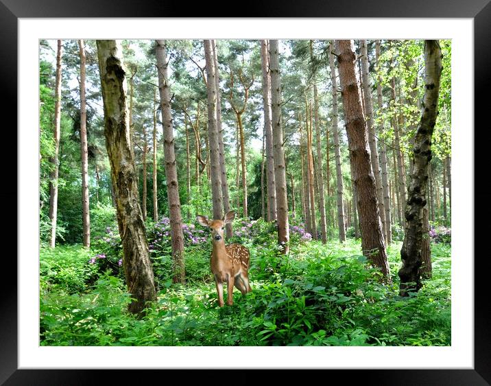 poser Framed Mounted Print by sue davies