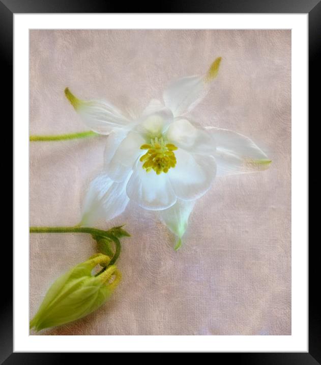 floral glow Framed Mounted Print by sue davies