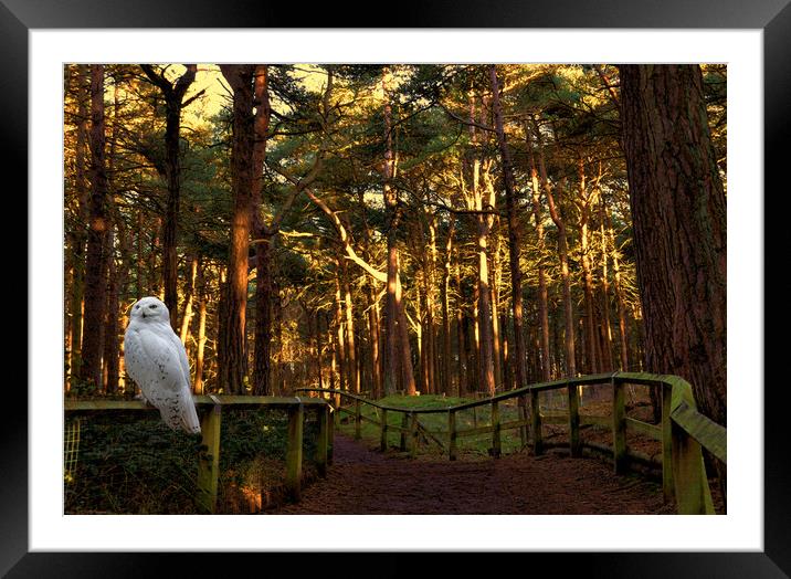 if you go down to the woods Framed Mounted Print by sue davies