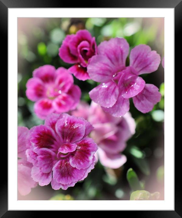 blooming Framed Mounted Print by sue davies