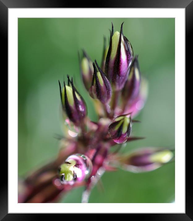 purple beauty Framed Mounted Print by sue davies
