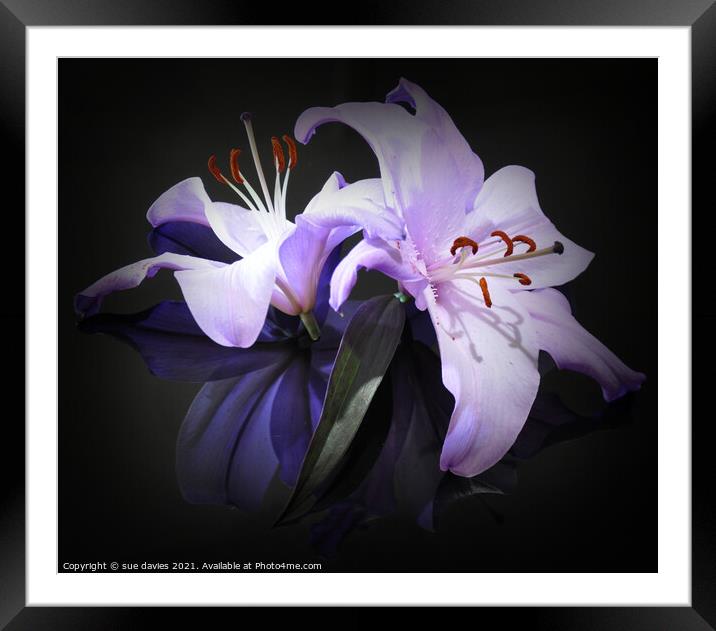 beautiful lily's Framed Mounted Print by sue davies