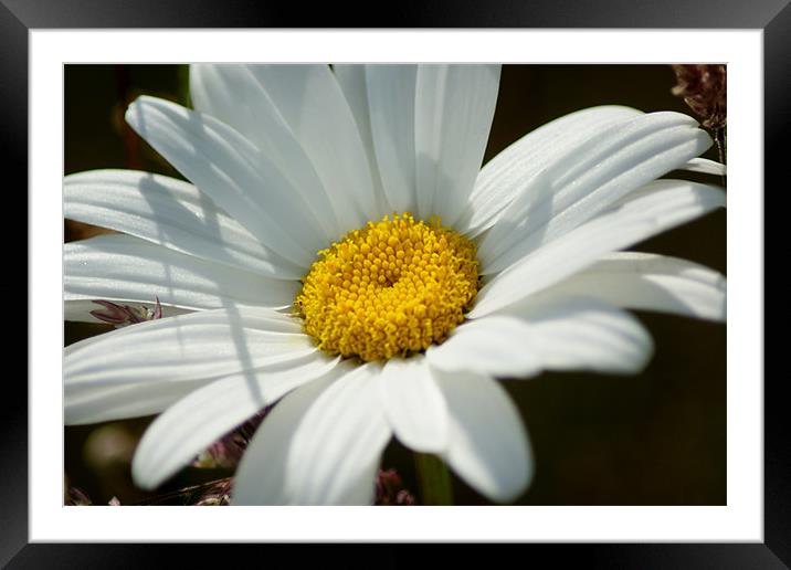Daisy Framed Mounted Print by Gail Surplice