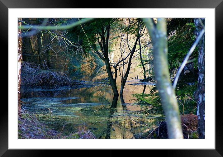 The forest pool Framed Mounted Print by Gail Surplice