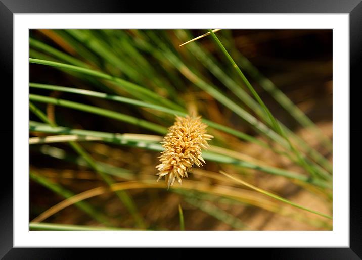 grass seeds Framed Mounted Print by Gail Surplice