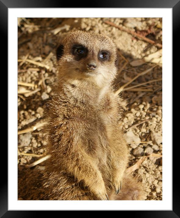 Hello from meerkat Framed Mounted Print by Gail Surplice
