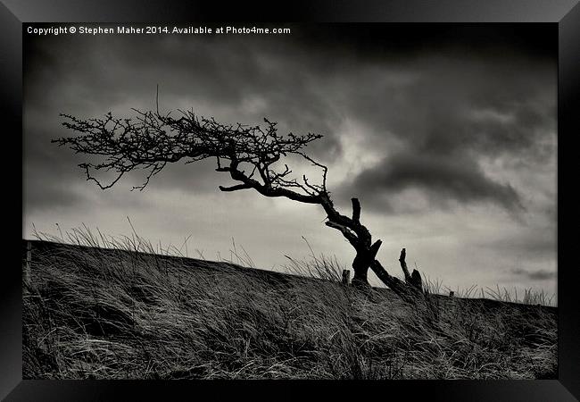 Storm Tree on Skye Framed Print by Stephen Maher