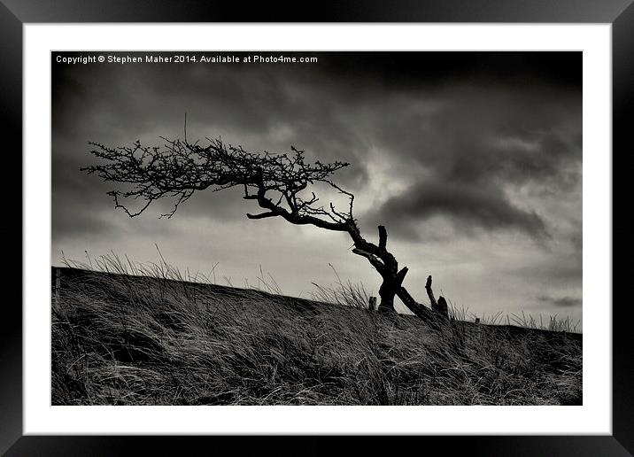 Storm Tree on Skye Framed Mounted Print by Stephen Maher