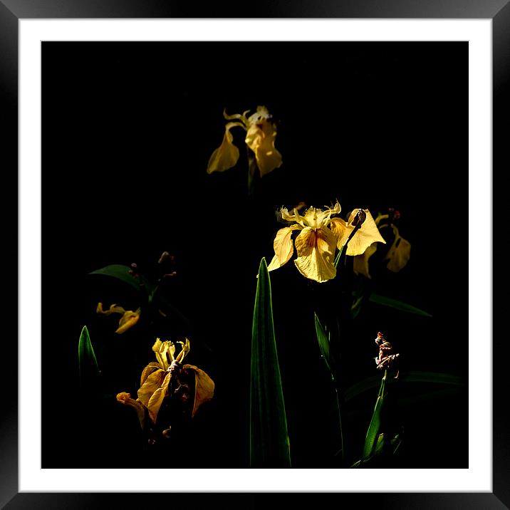 Lllies on a Black Background Framed Mounted Print by Stephen Maher