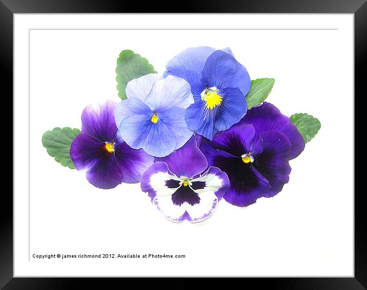 NA Blue Pansies Framed Mounted Print by james richmond