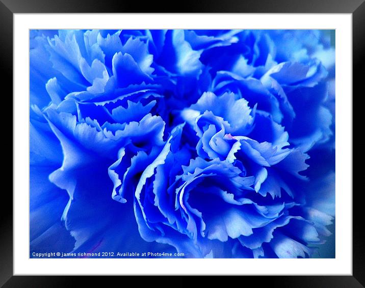 Blue Carnation Ruffle Framed Mounted Print by james richmond
