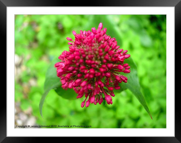 Red Valerian Framed Mounted Print by james richmond