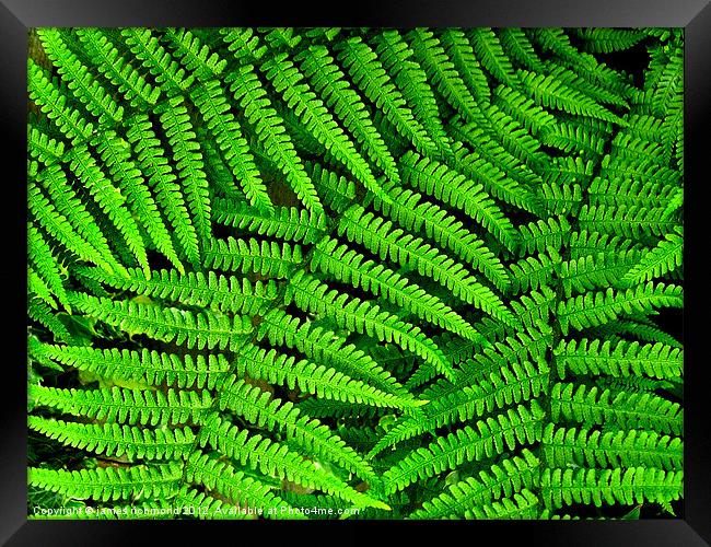 Fern- 5 Framed Print by james richmond