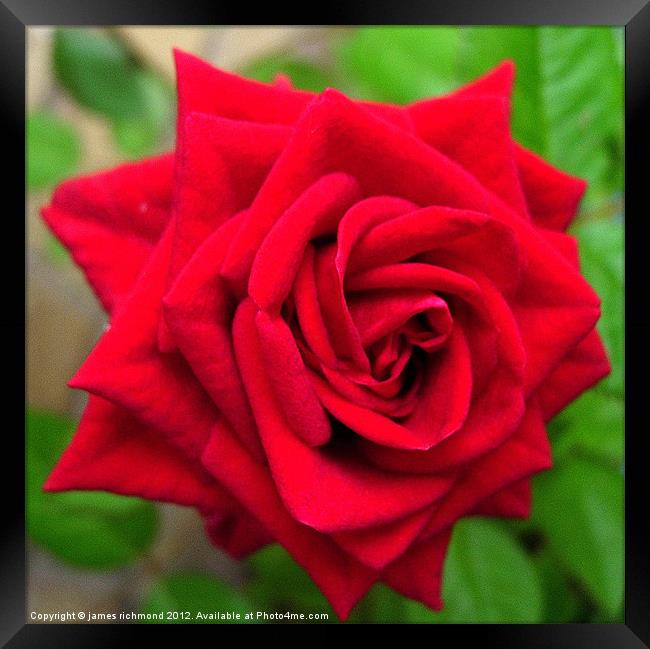 Dusky Red Rose Framed Print by james richmond