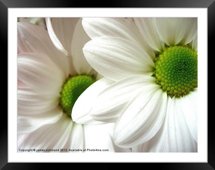 Green Eyed Daisy-2 Framed Mounted Print by james richmond