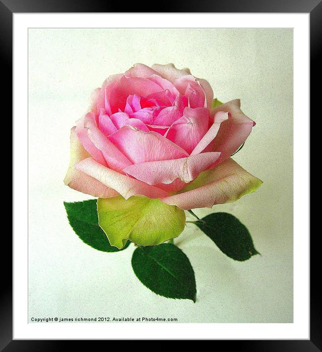 Pink Tea Rose -2 Framed Mounted Print by james richmond