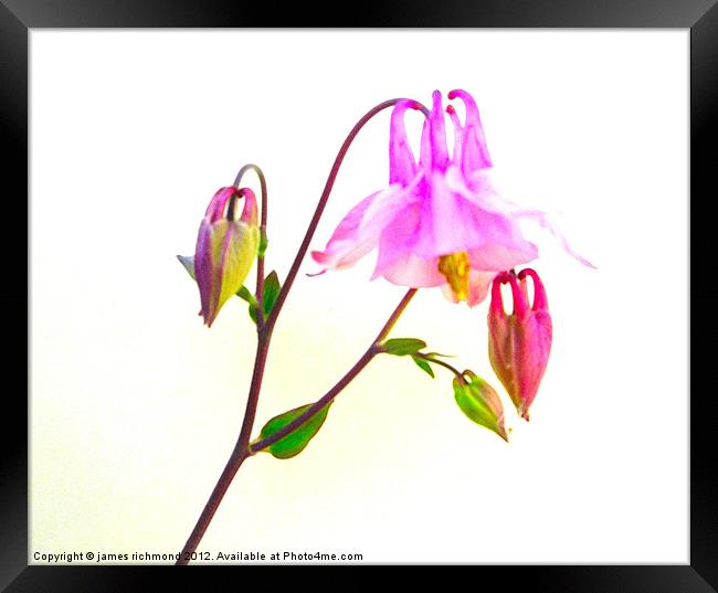 Columbine with buds Framed Print by james richmond