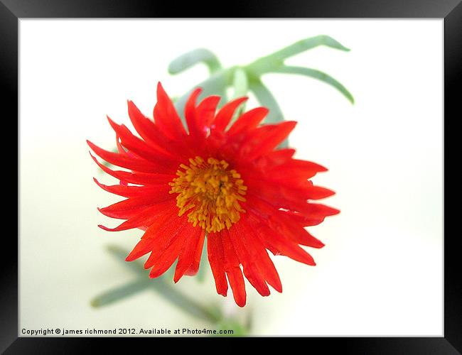 Cactus Flower- 3 Framed Print by james richmond