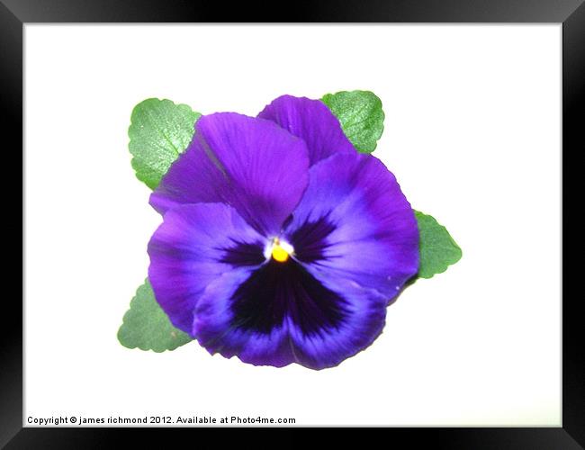 Violet Pansy Framed Print by james richmond