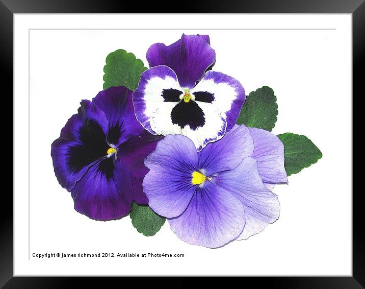 Triple Blue Pansies Framed Mounted Print by james richmond