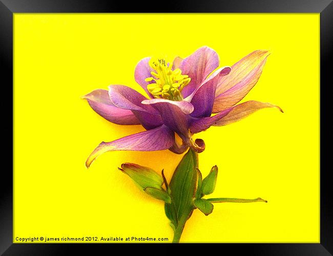 Columbine Flower Framed Print by james richmond