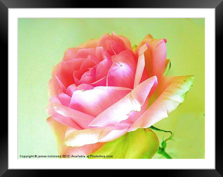 Pink Tea Rose - 4 Framed Mounted Print by james richmond