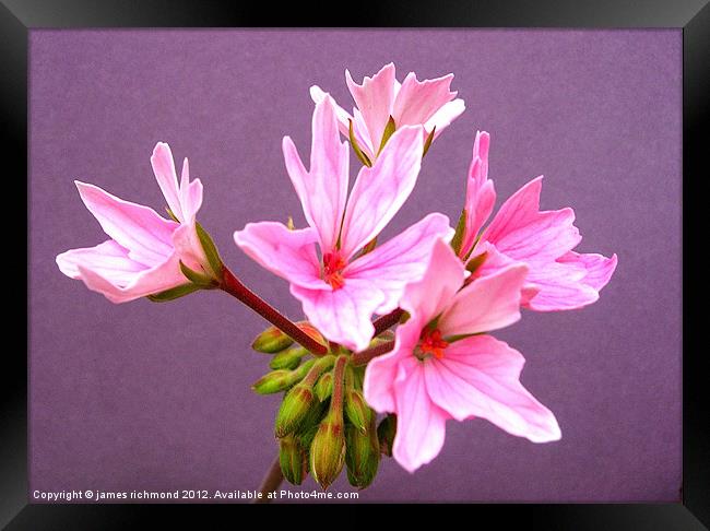 Pelargonium - 3 Framed Print by james richmond