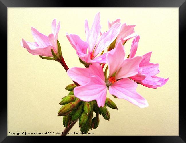 Pelargonium - 4 Framed Print by james richmond