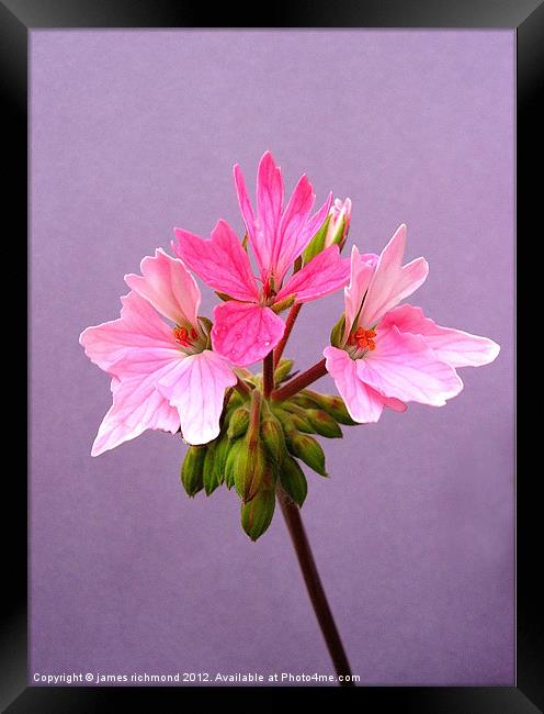 Pelargonium - 5 Framed Print by james richmond