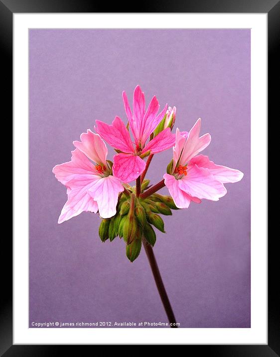 Pelargonium - 5 Framed Mounted Print by james richmond