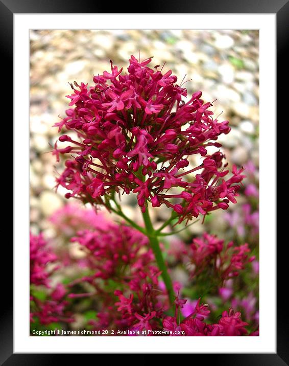 Red Valerian - 2 Framed Mounted Print by james richmond